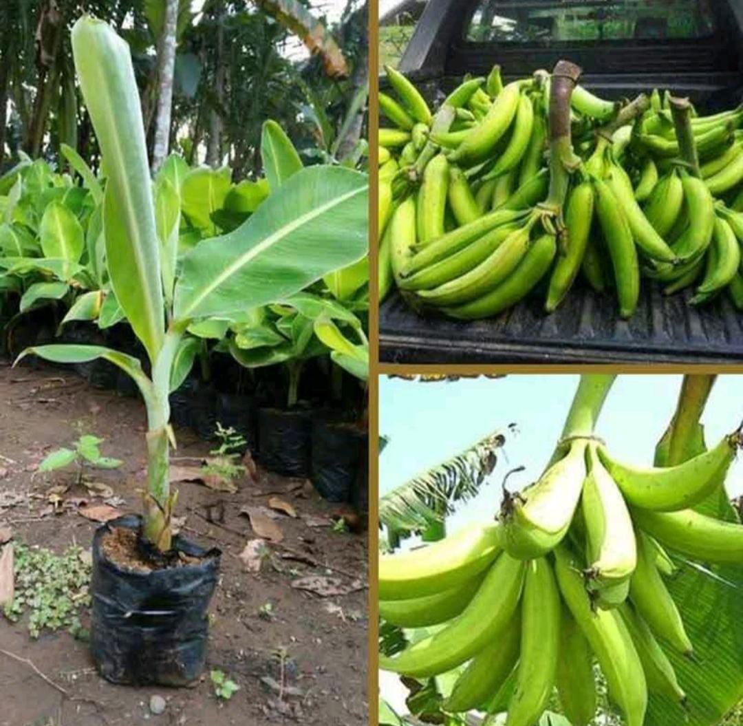 Bibit Pisang