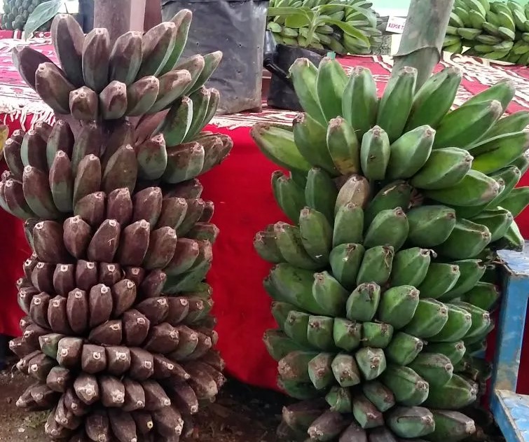 Pisang Manurun/Kepok