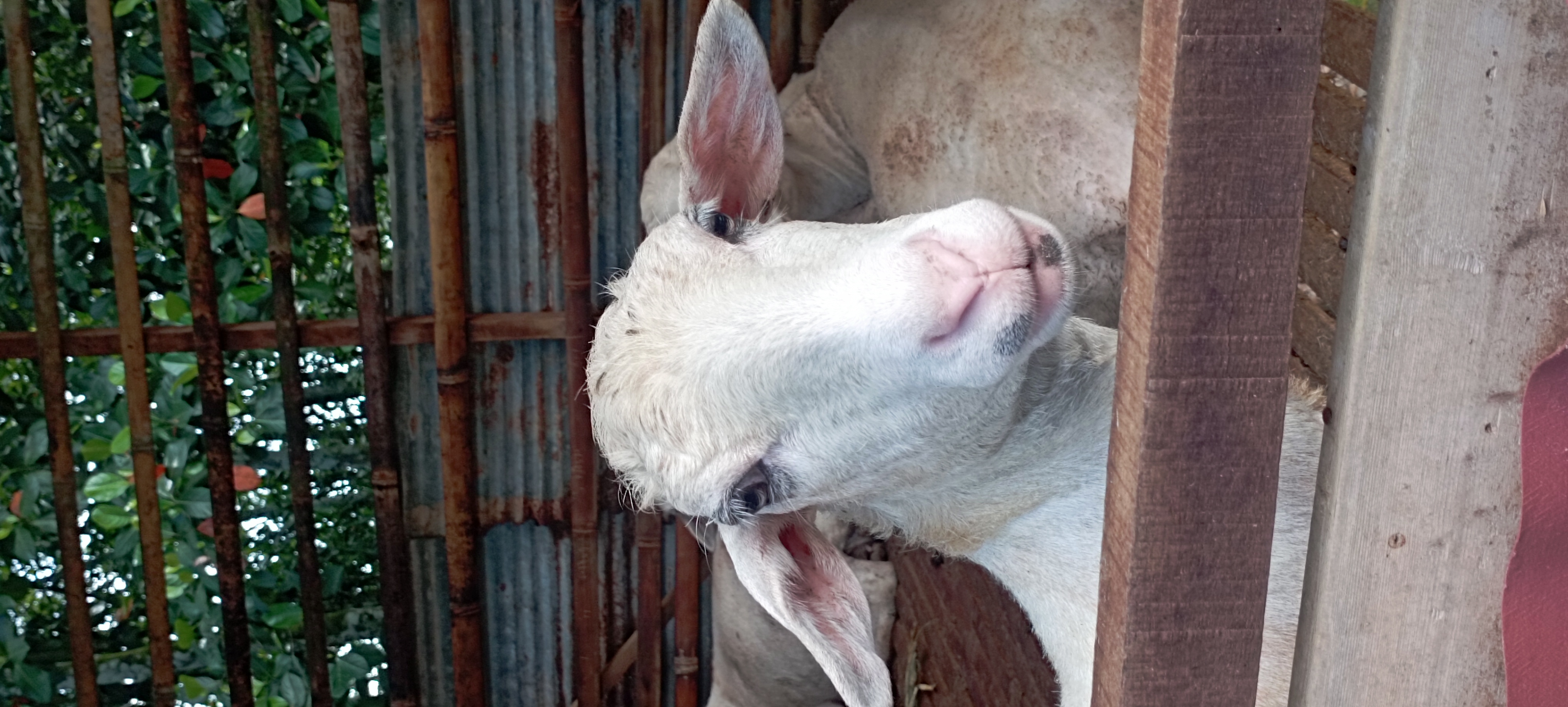 Pupuk kandang sapi/kambing