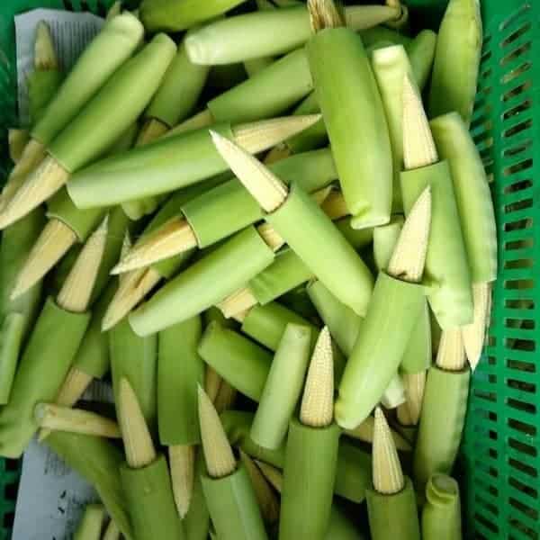 Jagung Muda