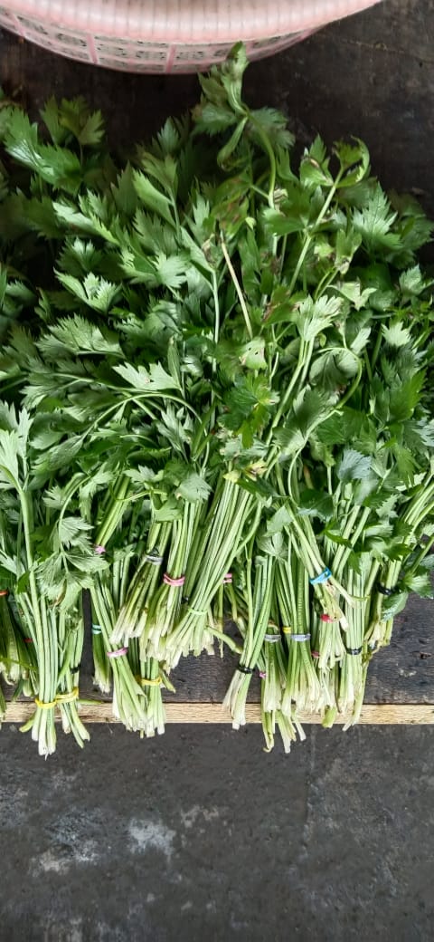 daun seledri