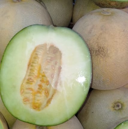 Melon