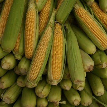 Jagung Manis