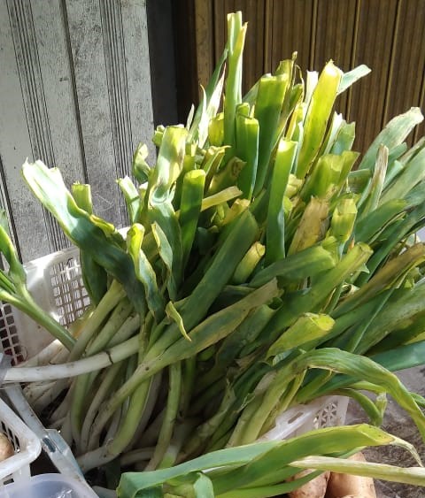 Daun Bawang