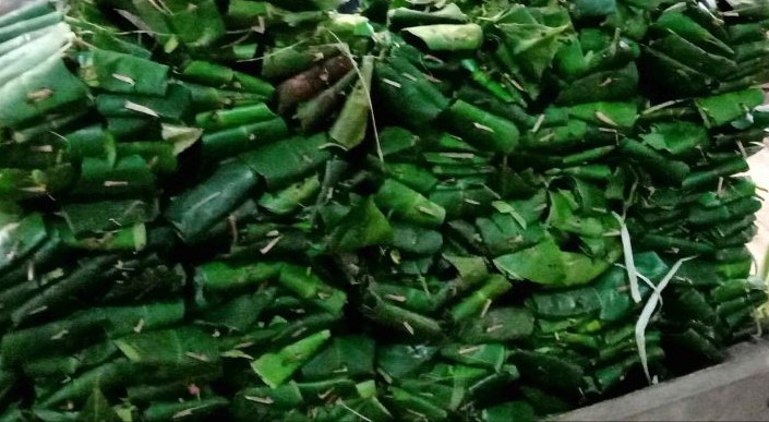 Daun Salam