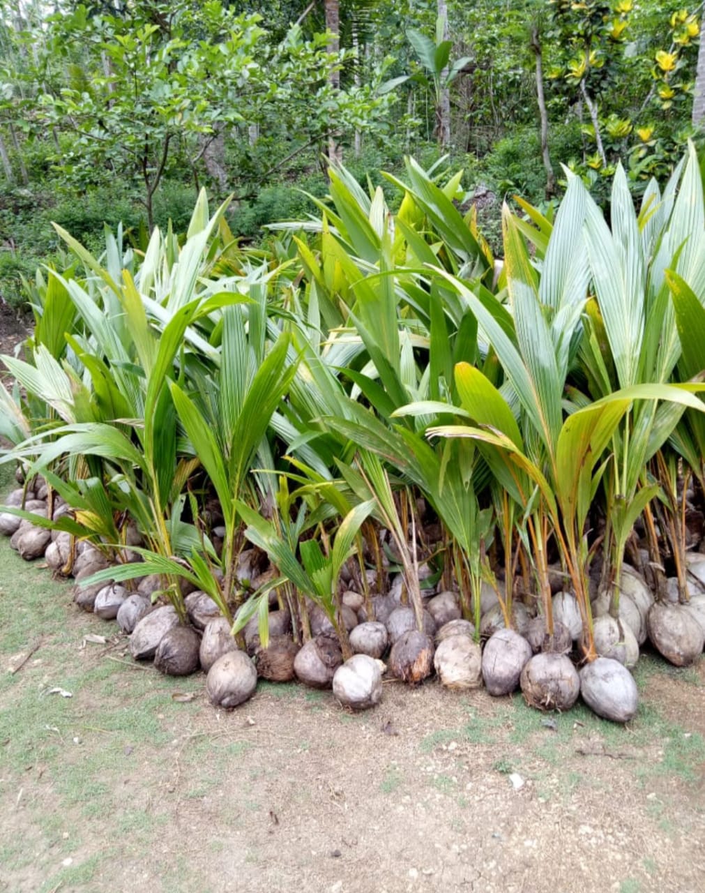 Bibit Kelapa Hibrida