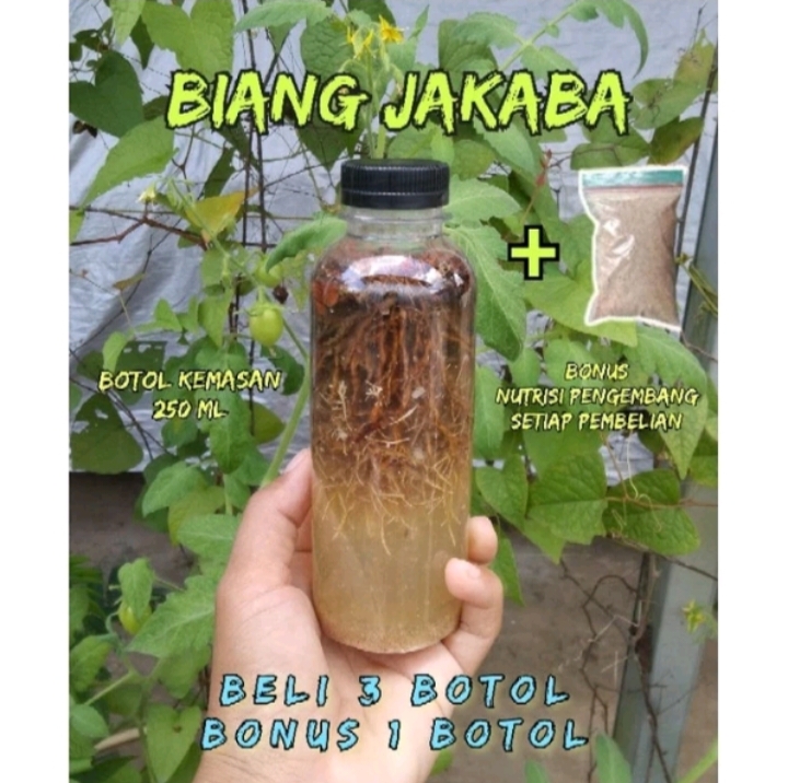 Bibit Biang Jamur Jakaba