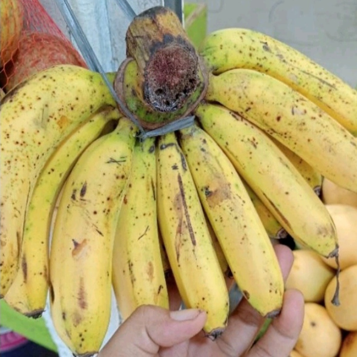 Pisang