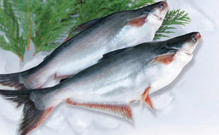 IKAN PATIN SEGAR