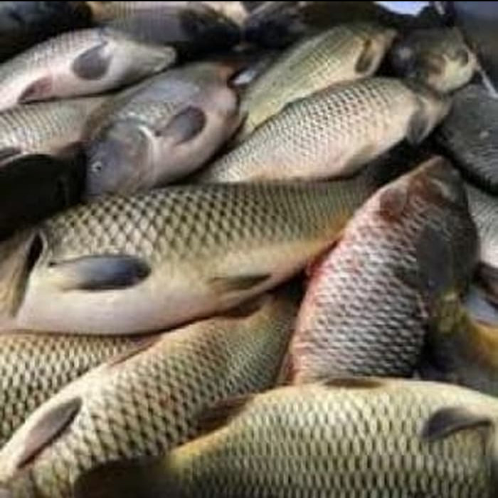 IKAN MAS SEGAR
