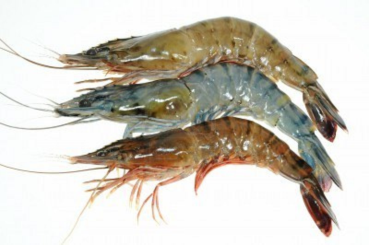 UDANG SEGAR PAKET 1