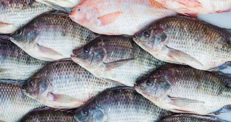 IKAN NILA SEGAR