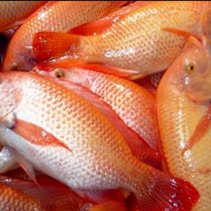 IKAN MAS MERAH SEGAR