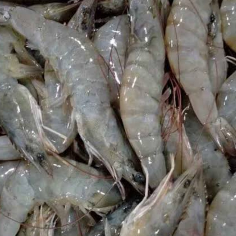 Udang