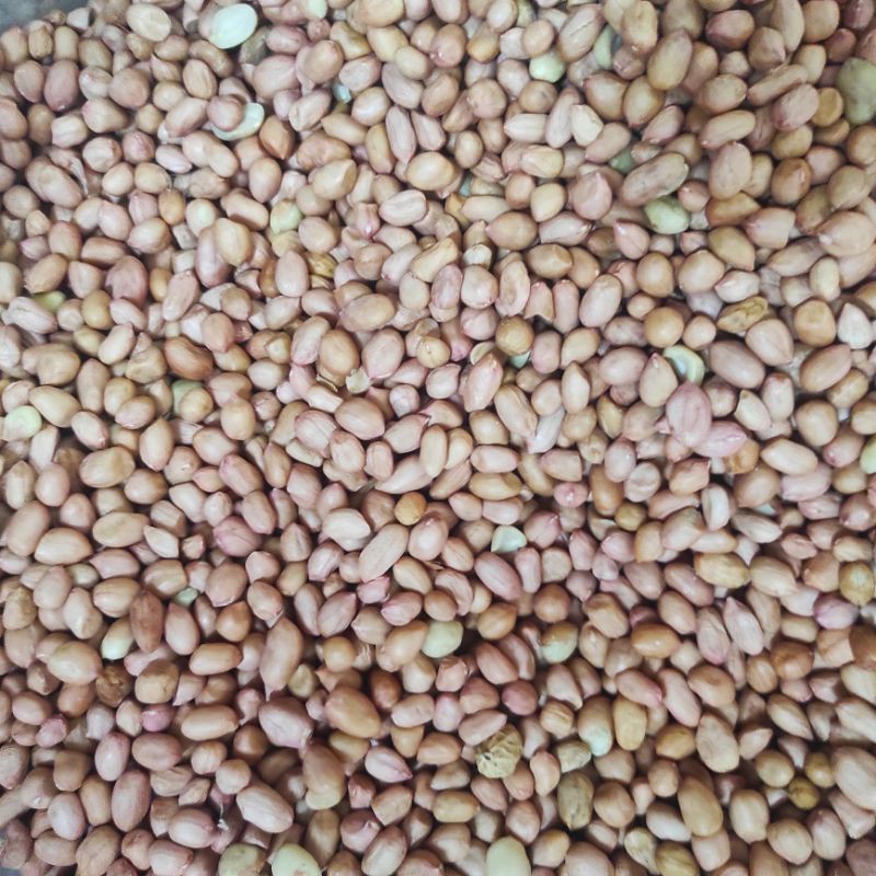 KACANG TANAH