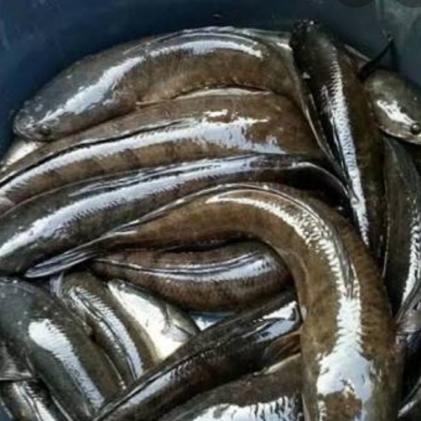IKAN GABUS/ HARUAN