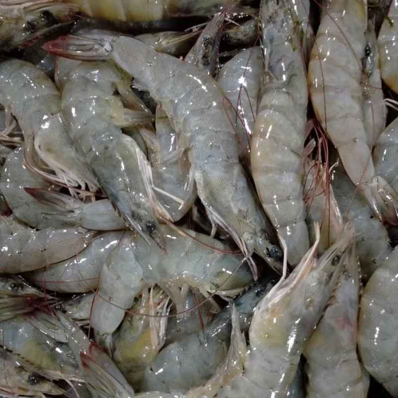 UDANG