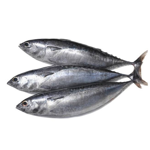 Ikan