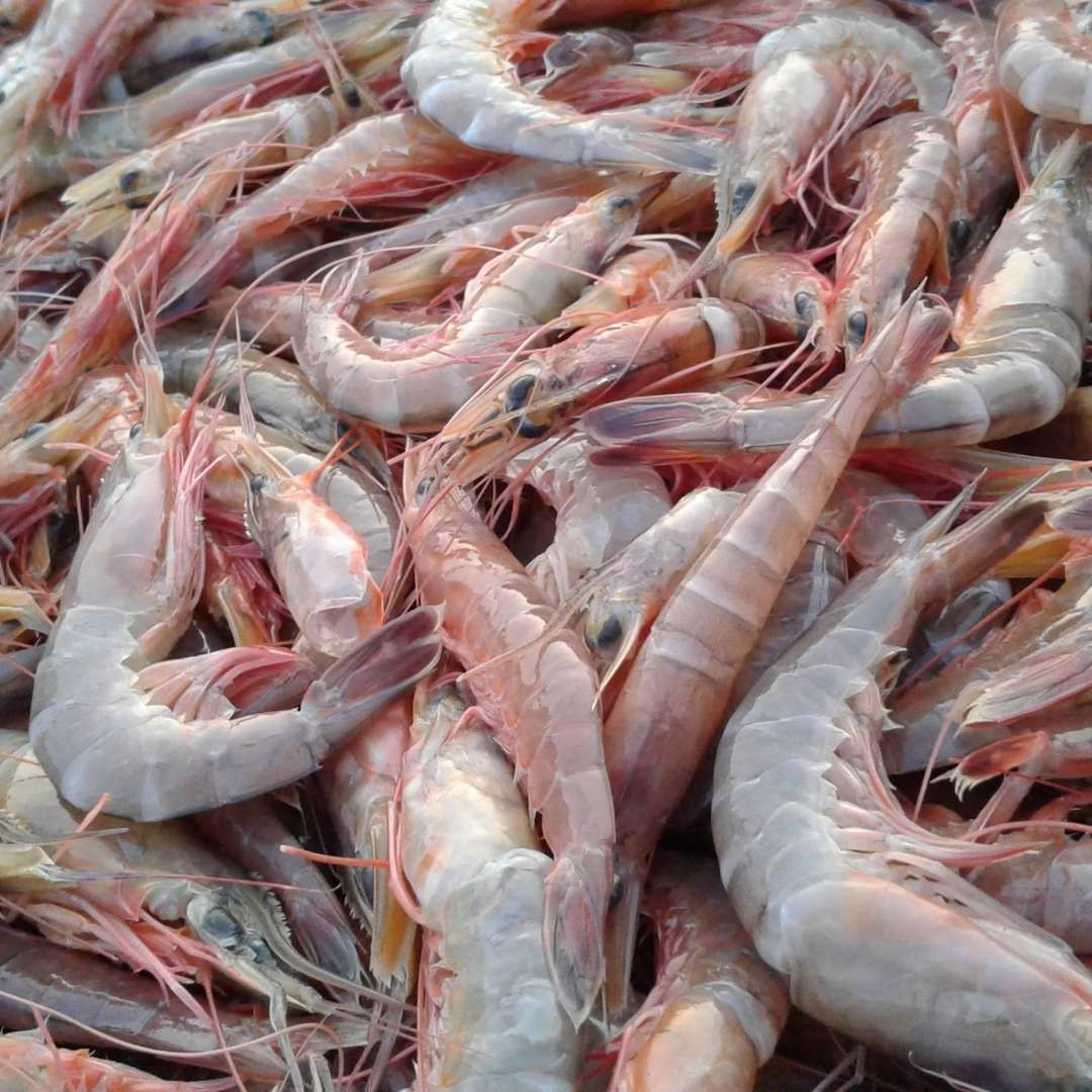 Udang