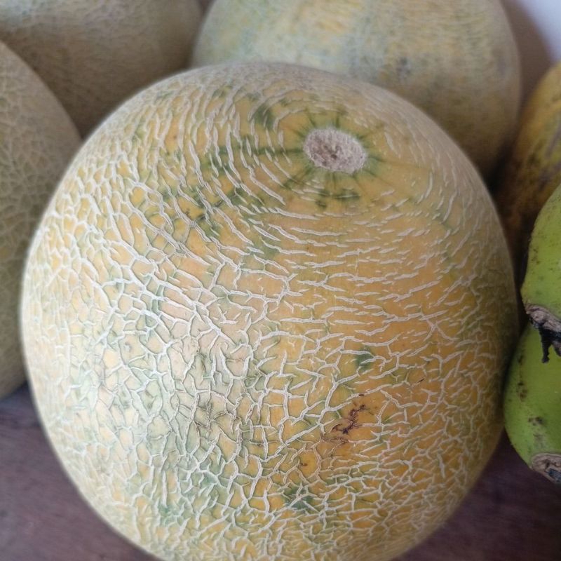 MELON