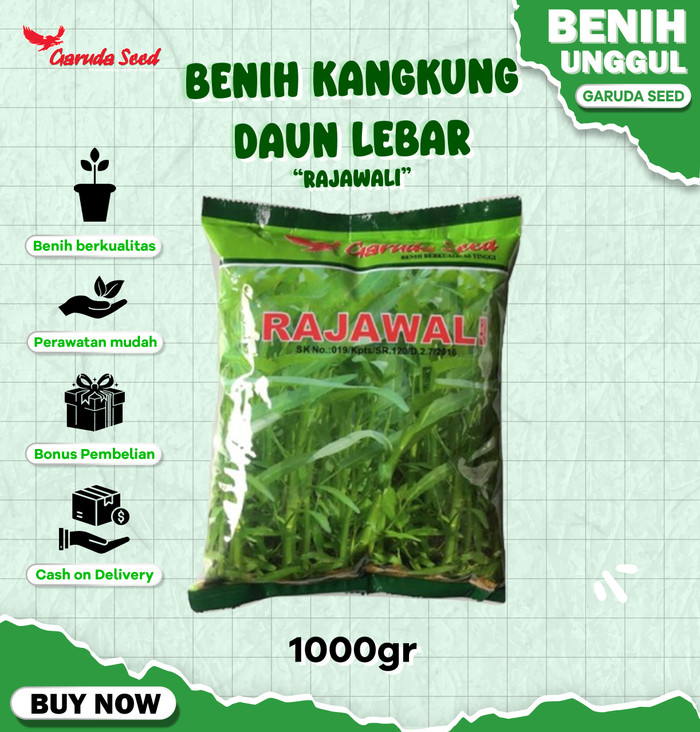 Benih kangkung rajawali seed  kg