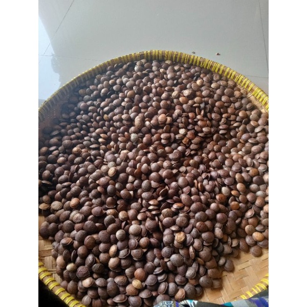 KACANG SANCA