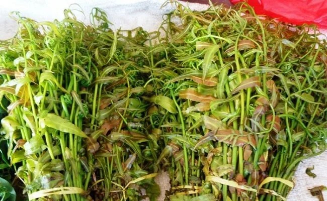 SAYUR KELAKAI