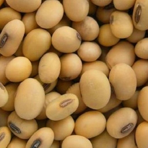 Kacang Kedelai Kering / Kedelai Mentah