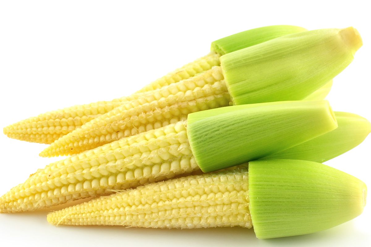 Jagung Muda