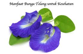 Bunga telang