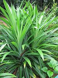 Daun Pandan 