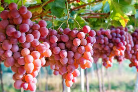 Buah Anggur