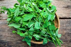 Daun Katuk