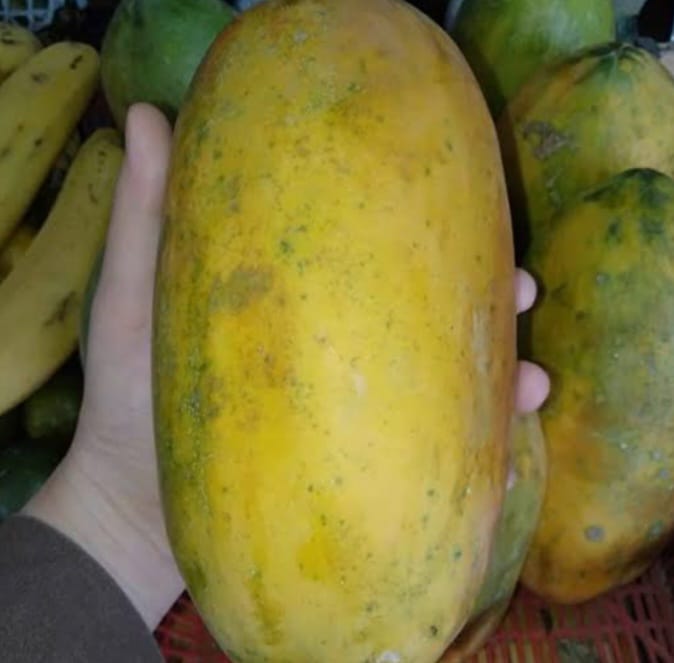 PEPAYA