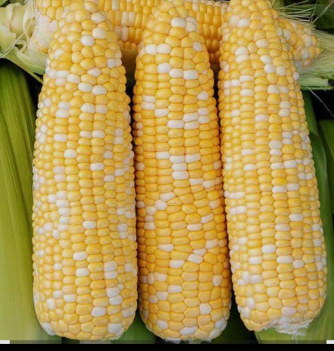 JAGUNG MANIS