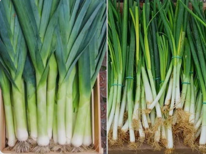 DAUN BAWANG