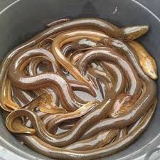Ikan Belud