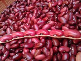 KACANG MERAH