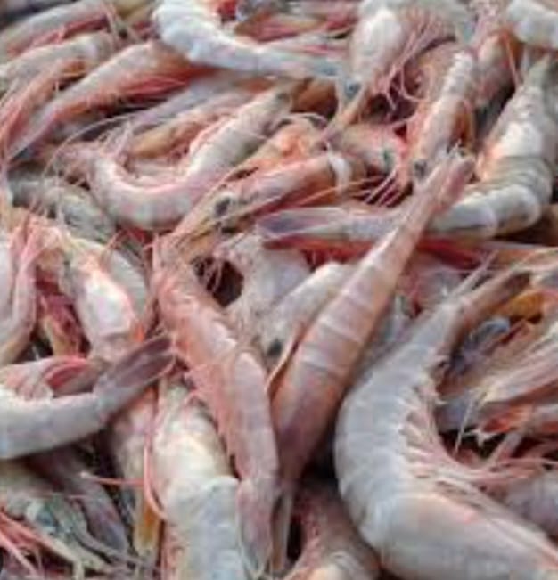 UDANG