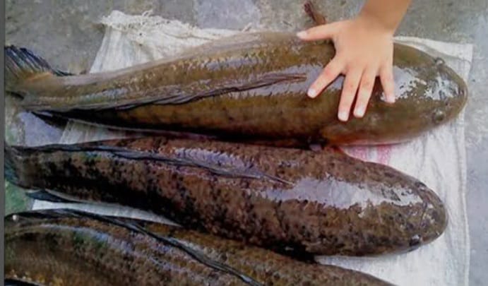 IKAN