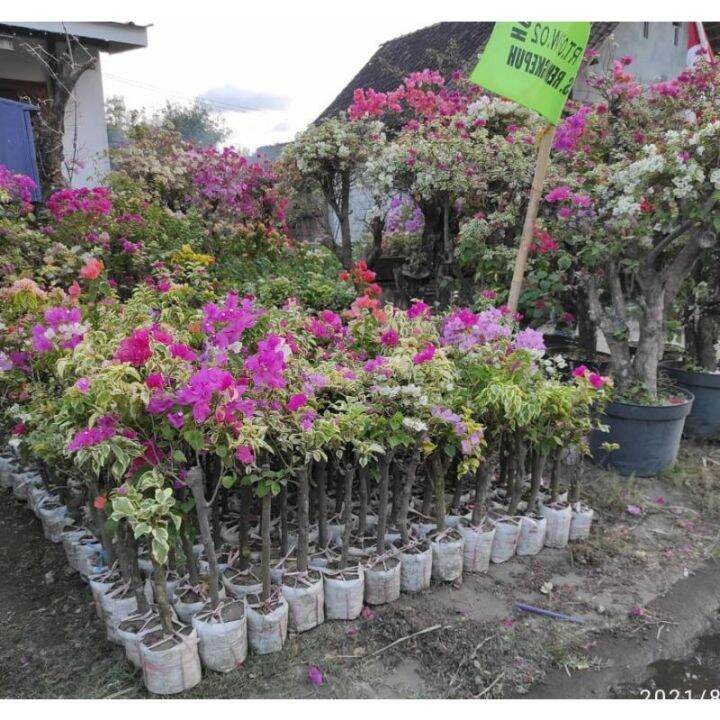 Bougenville 3 Warna