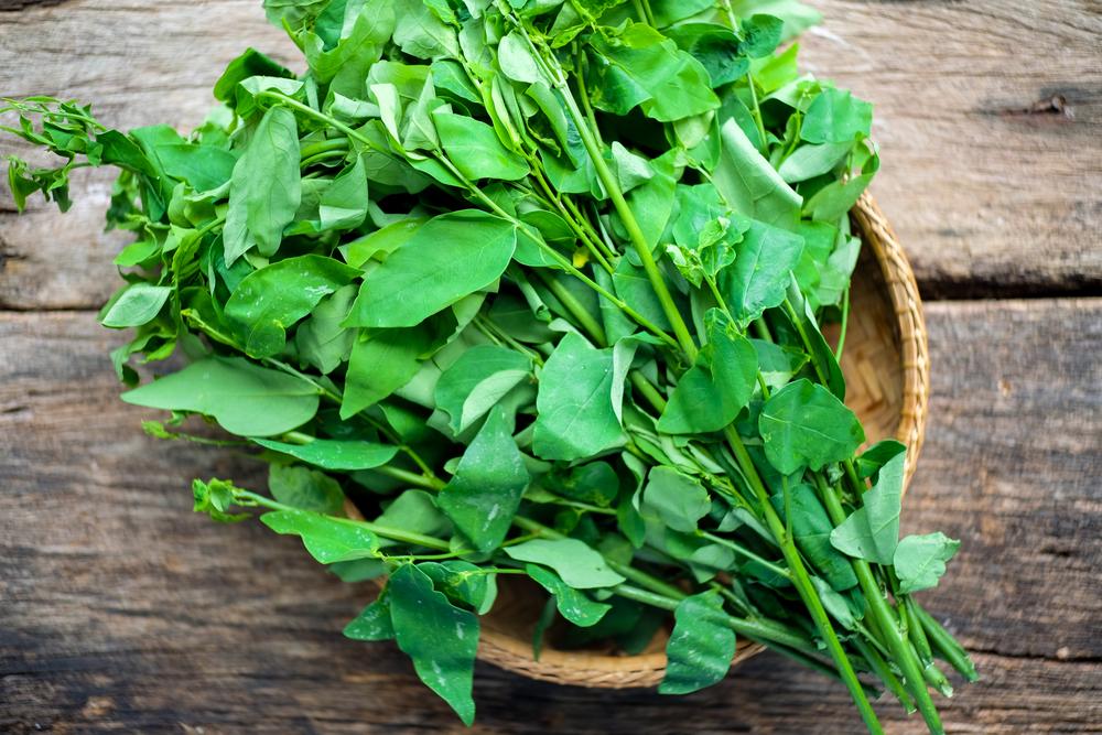 Daun Katuk