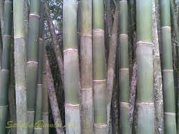 Bambu