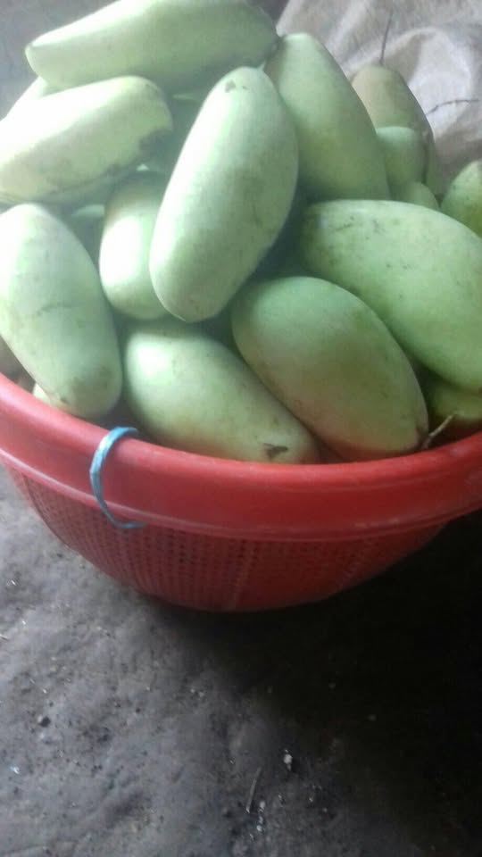 SEGAR BUAH MANGGA