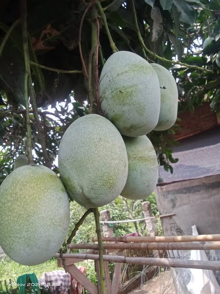 SEGAR BUAH MANGGA