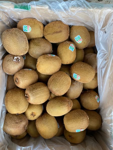 BUAH KIWI