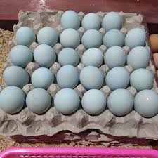 TELUR BEBEK