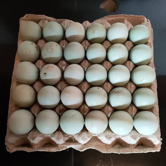 Telur bebek