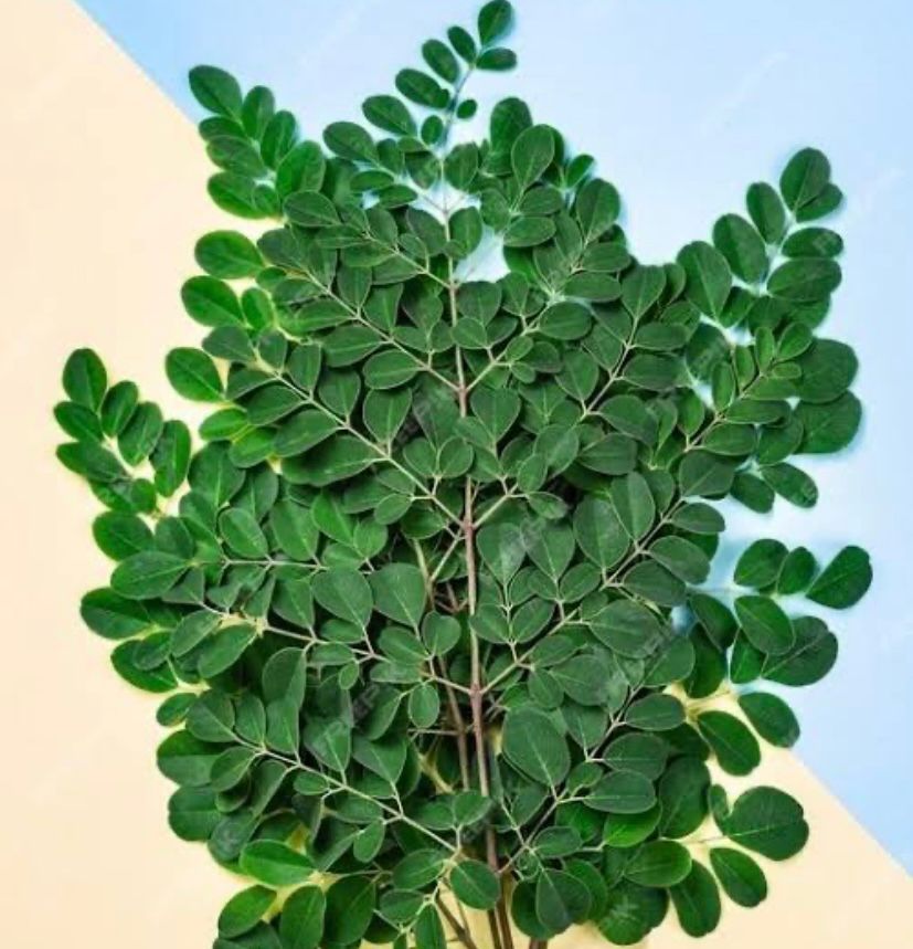 DAUN KELOR