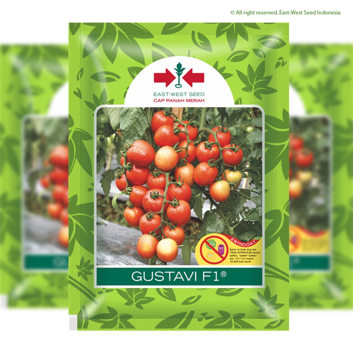 benih tomat gustavi